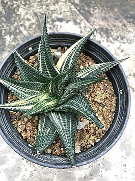 虎皮,植物,lea