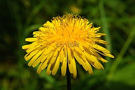 花,蒲公英,開花