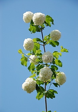 花园,植物,马鞭草