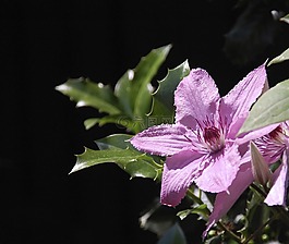 鐵線(xiàn)蓮,花卉,花園
