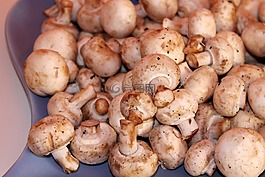 蘑菇,白蘑菇