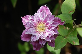 花園,鐵線(xiàn)蓮,花卉