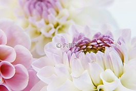 嬌琴紗,開花,大麗花花園