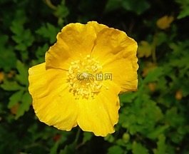 花,開花,光明