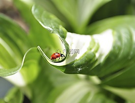 花园,bug,油畜生