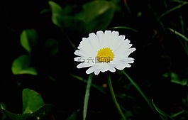 黛西,花,白花