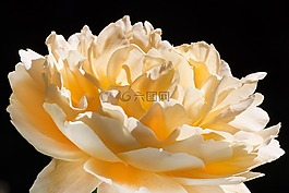 玫瑰,粉紅色,黃色