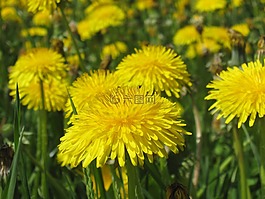 蒲公英,夏季,黃色
