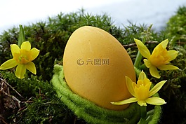 復(fù)活節(jié)彩蛋,黃色,黃水仙