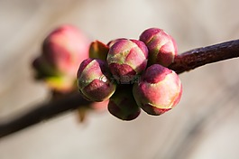 芽,粉紅色,關(guān)閉