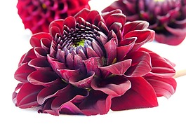 嬌琴紗,開(kāi)花,紅色