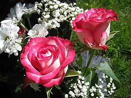 玫瑰,花,紅
