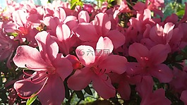 鮮花,橘園,植物園