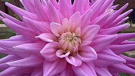 花,植物區(qū)系,自然