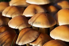 蘑菇,秋季,性質(zhì)