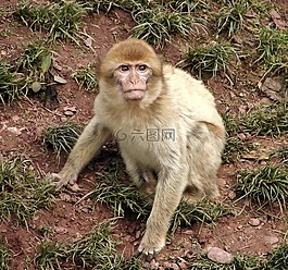 猴子,動物,哺乳動物