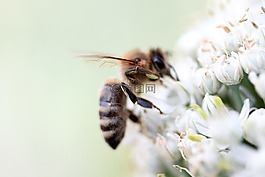 昆蟲,黃蜂,花卉