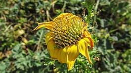 花,干,黃色