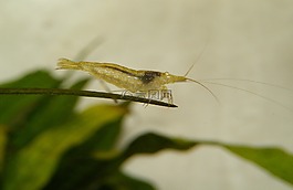 蝦,綠色,水族館