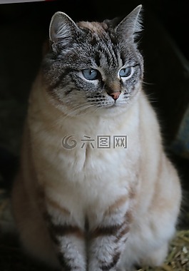 貓,藍色的眼睛,動物
