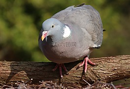 鴿子,鳥,英國