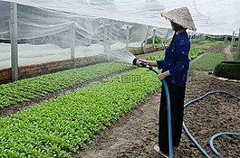 培养,服务蔬菜,护理
