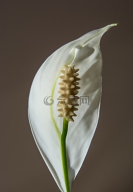 花,白,開(kāi)花