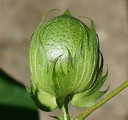 成熟棉铃,棉铃,棉花