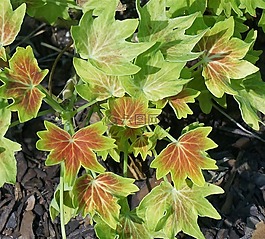 混合天竺葵雜色,植物,花園