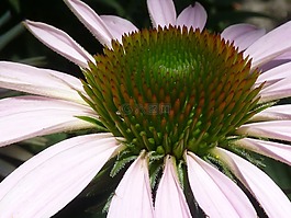 松果菊,花,特寫