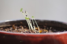 鮮花,植物,芽