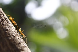 螞蟻,工人,上午