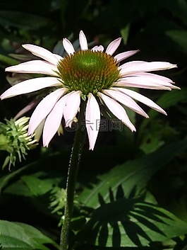 松果菊,花,特寫