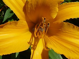 黄花菜,花,特写