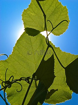 葉,綠色,夏天