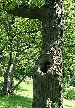 樹,樹干孔,公園