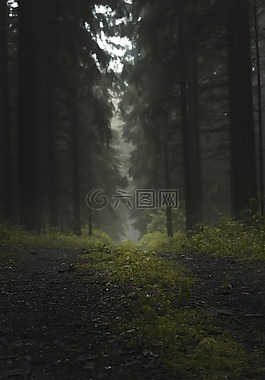 森林,霧,樹木