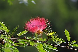 针海绵,粉红色,花