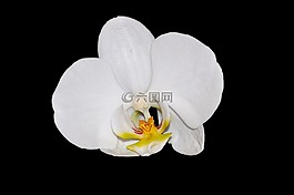 蘭花,花,開(kāi)花