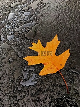 叶,秋,秋天