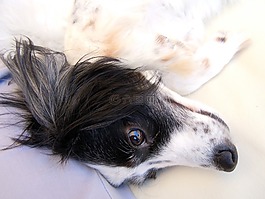 狗,狗臉,關(guān)閉