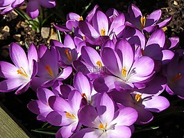 番紅花,冬天太陽,春天的花朵