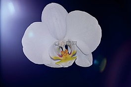 蘭花,廠,花