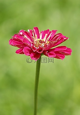 蘭花,粉紅色,花