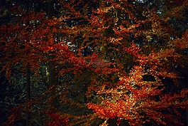 秋,季節(jié),紅色