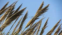 蘆葦,植物,農(nóng)村