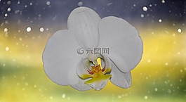 蘭花,花,開花