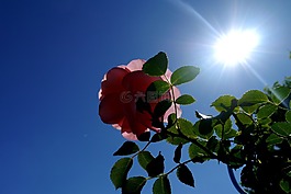玫瑰,粉紅色,綠色