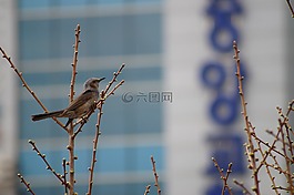 新增功能,候鳥,鳥
