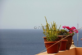 鮮花,鍋,海